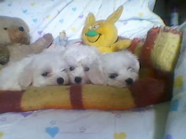 Maltezer