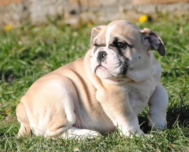 Engleski-buldog