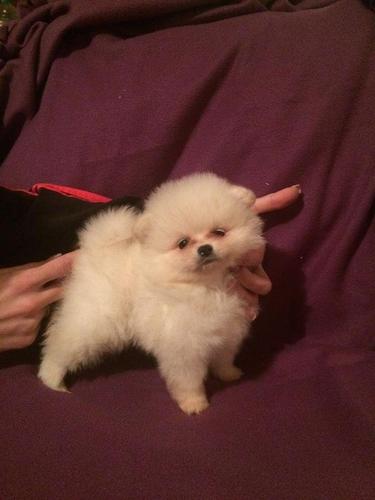 Pomeranac stenci