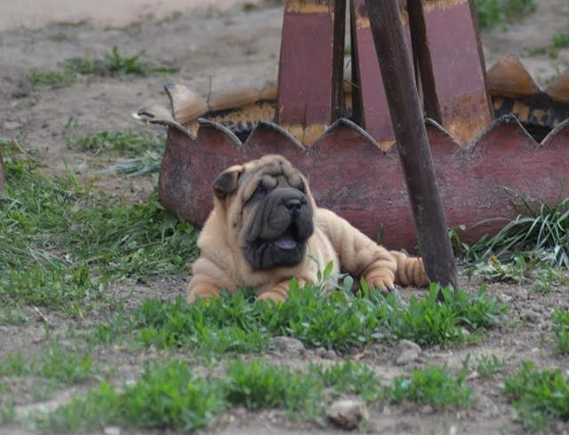 Shar-Pei-izvanredno-leglo-