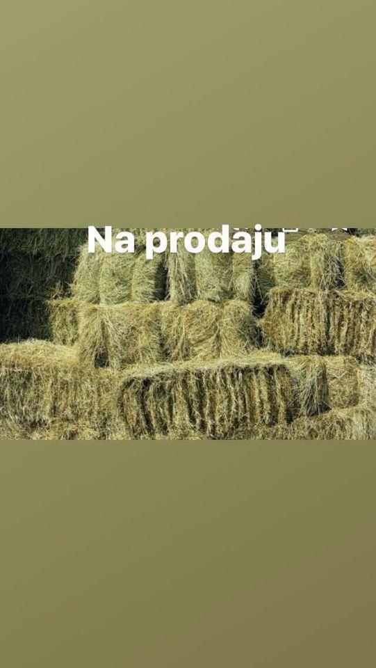 Seno