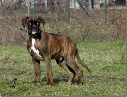 Bokser-stence-