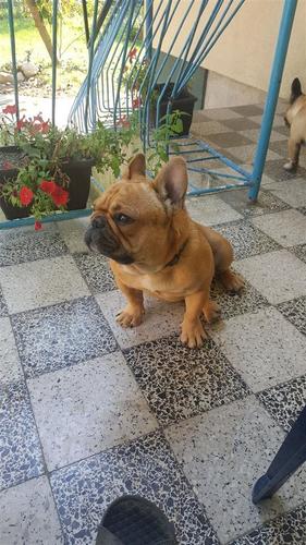 Francuski buldog štenci