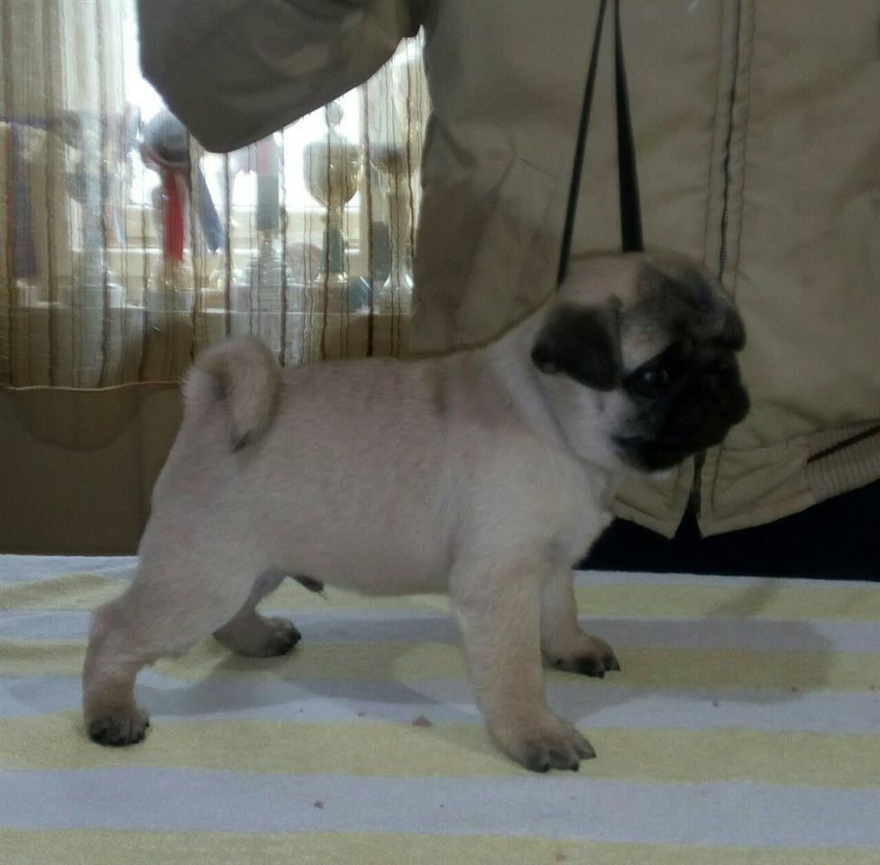 Mops-štenci