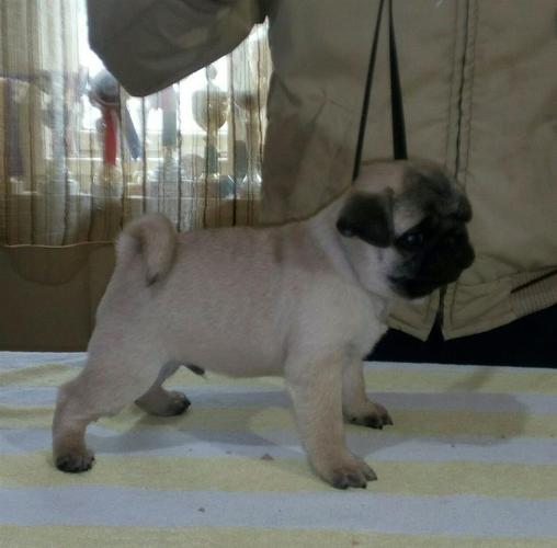 Mops štenci