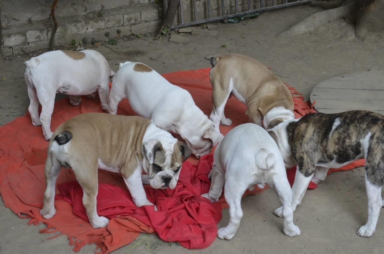 Engleski-buldog-štenci