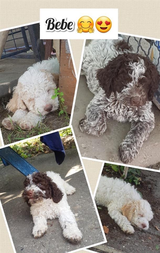 Lagotto-romagnolo-štenci