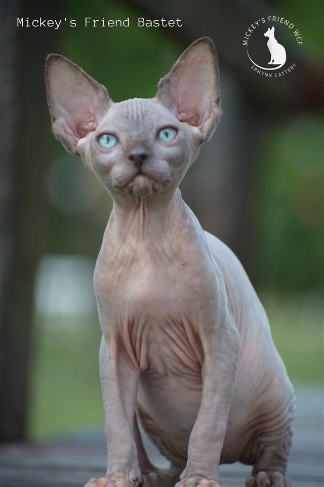 Sphynx-mace-