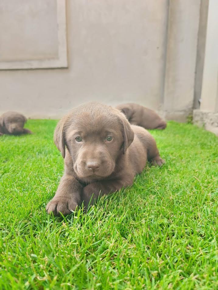 Labrador-retriver