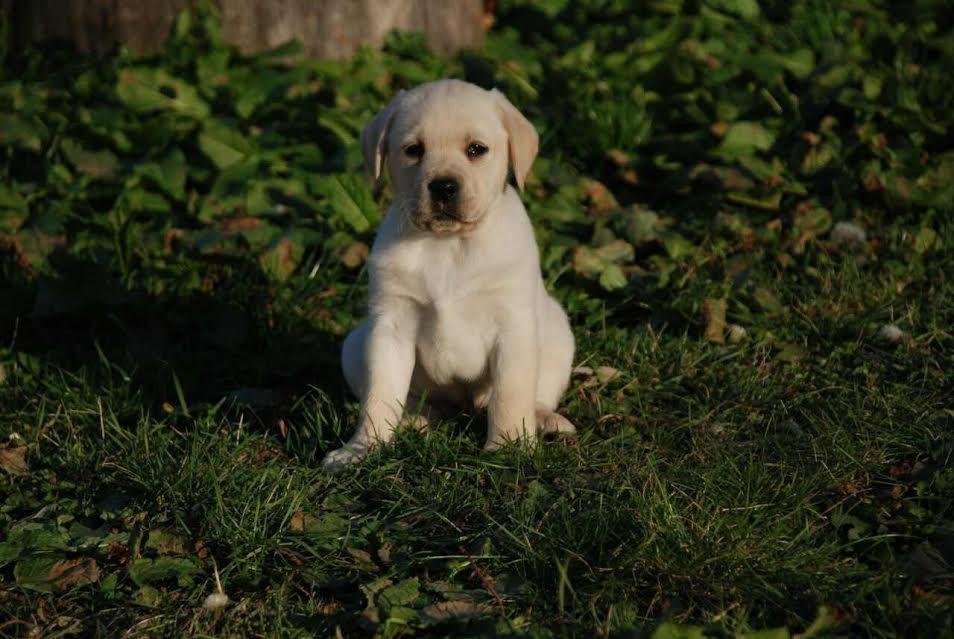 Labrador-stenci-
