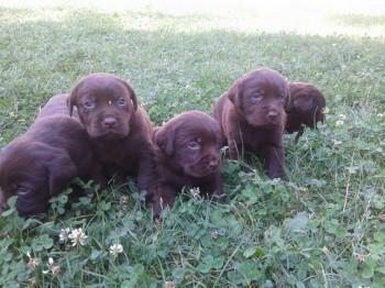 Labrador-stenci