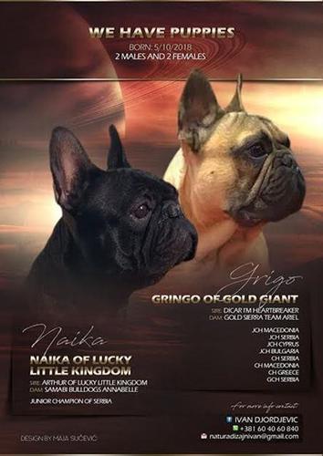 Francuski buldog 