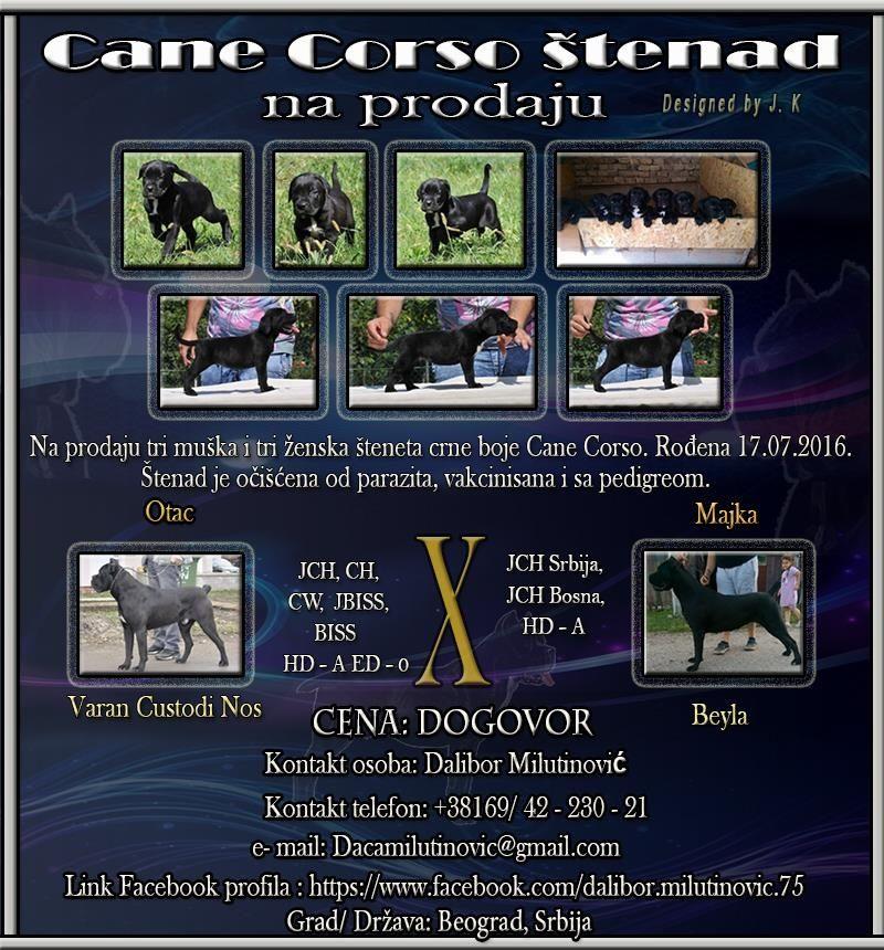 Cane-Corso-štenad