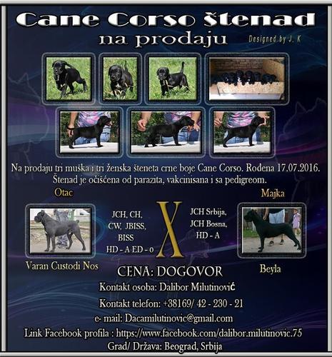 Cane Corso štenad
