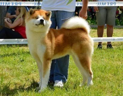 Akita-inu-stenci