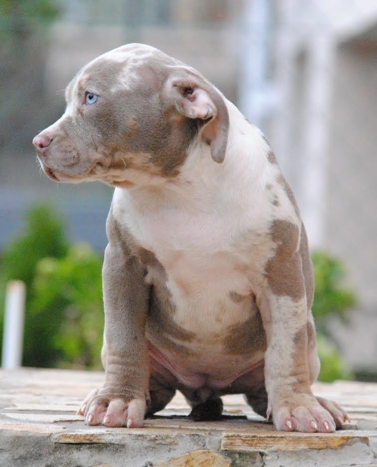 American-bully-xl-