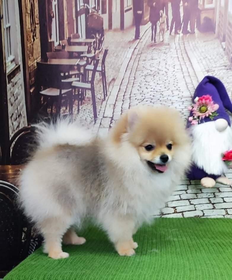 Pomeranac-mužjak-