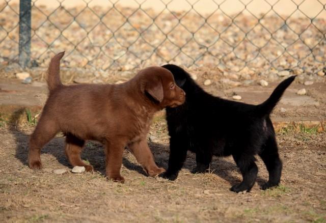 Labrador-stenci