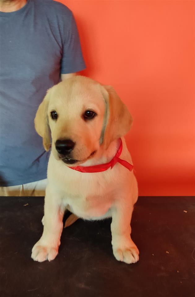 Labrador-Retriver-Štenci