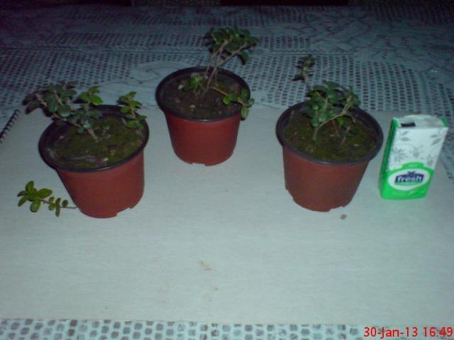 -Sadnice-evropske-brusnice--suseno-voce---