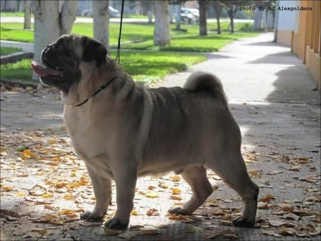 MOPS-muzjak---slobodan-za-parenje