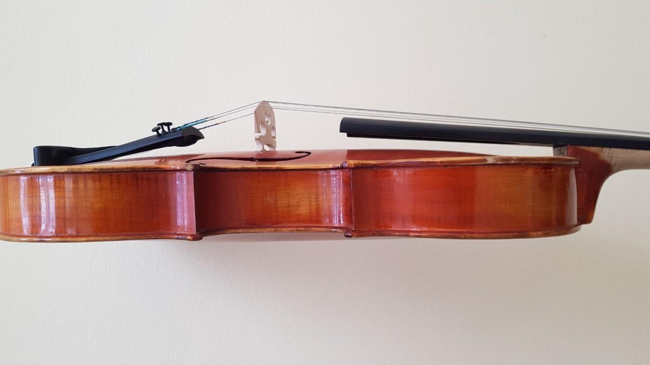 Viola