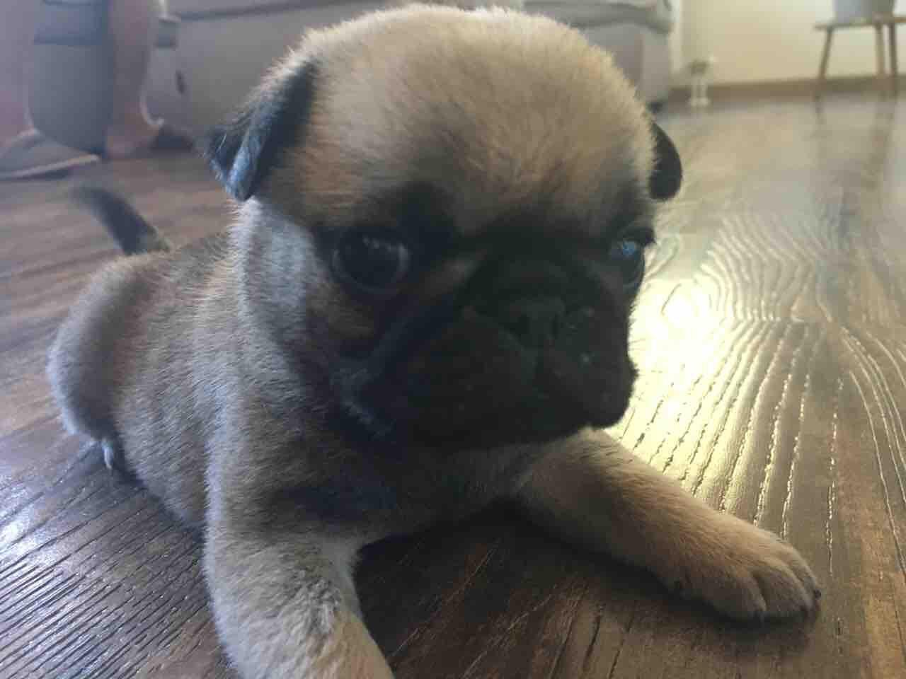 Mops-muško-štene
