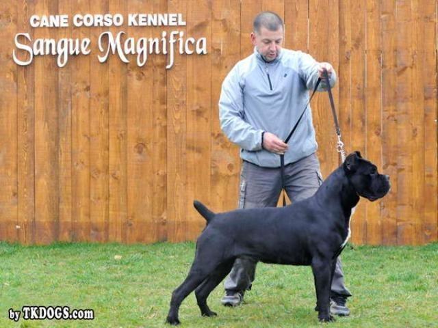 Cane Corso - stenci iz vrhunske kombinacije