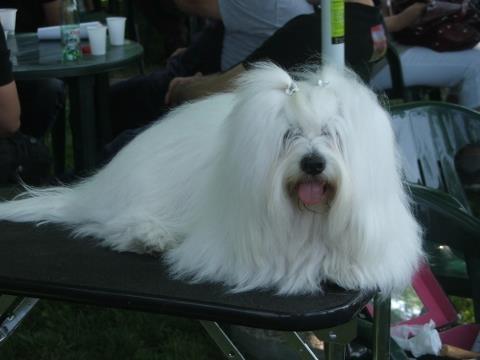 Coton-de-Tulear-Mužjak-za-parenje