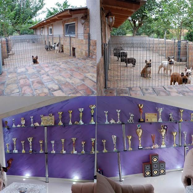 Francuski-buldog-Od-Kuce-Don-