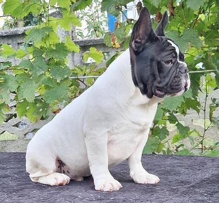 Francuski-buldog-stenci
