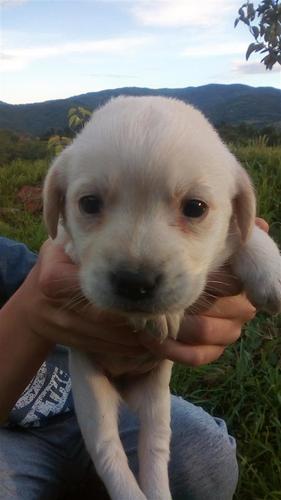 Stenci labradora 