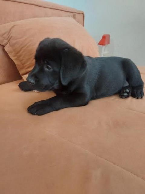 Stenci-LABRADORA