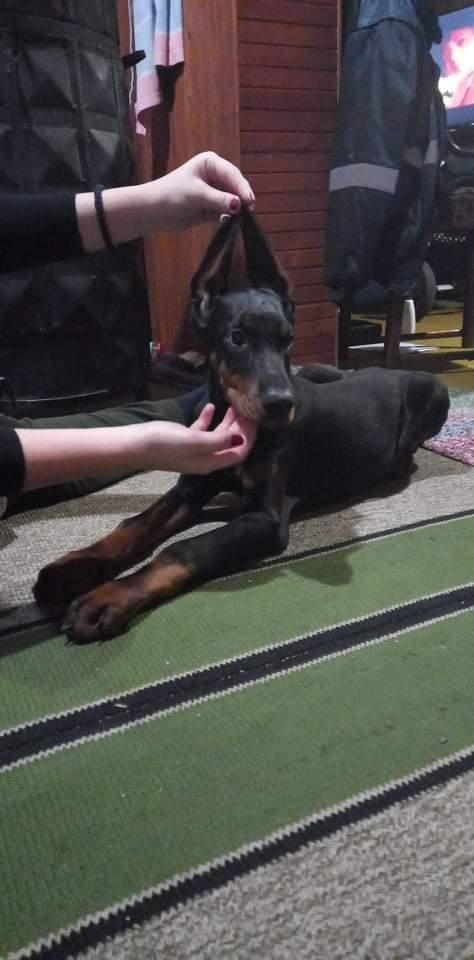 Štenci-Dobermana
