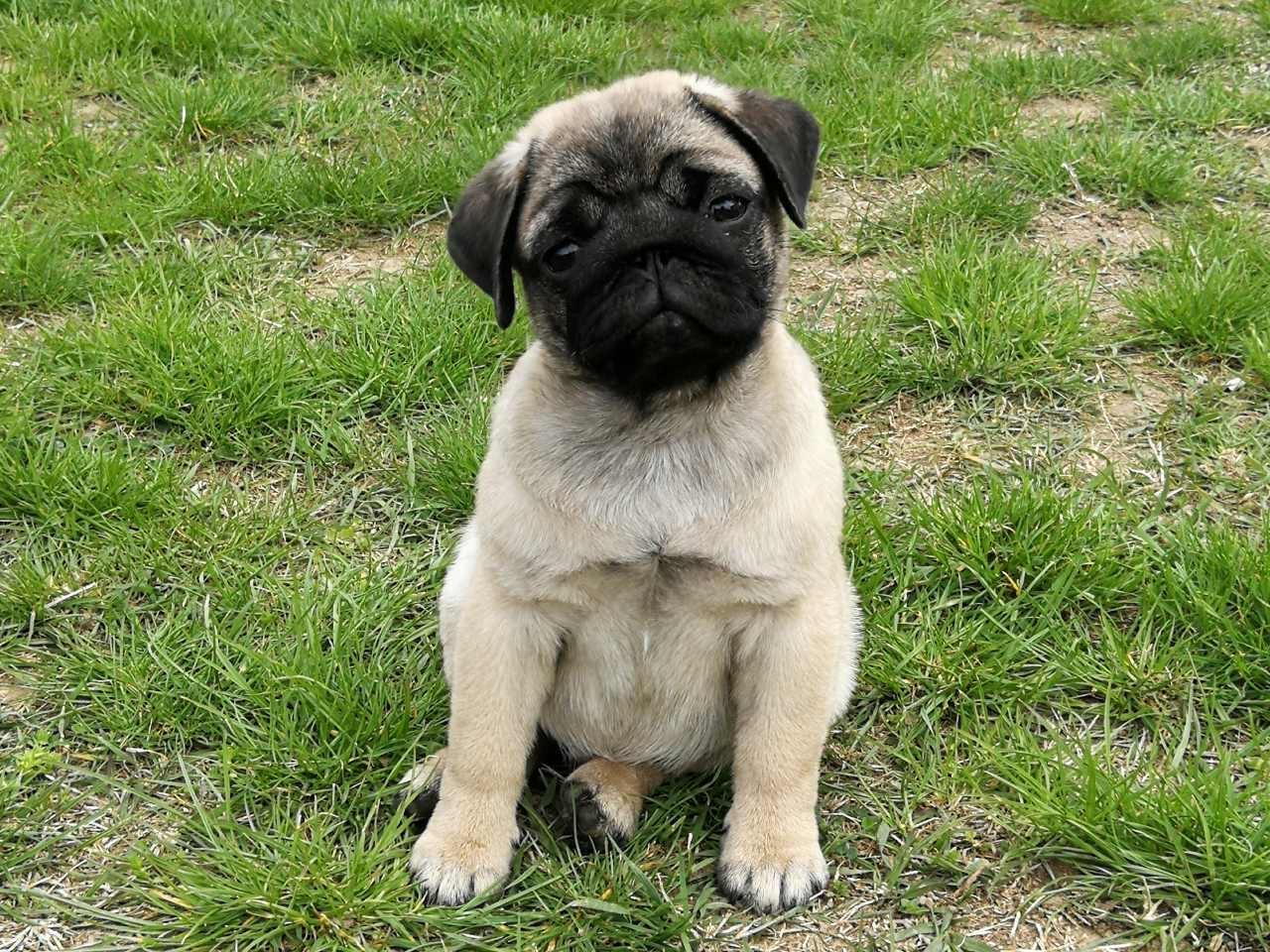 Mops-štenci-