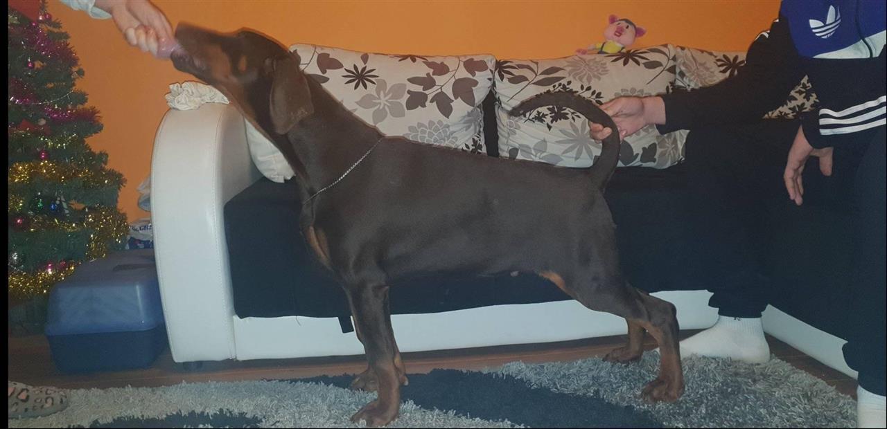 Doberman-štenci-