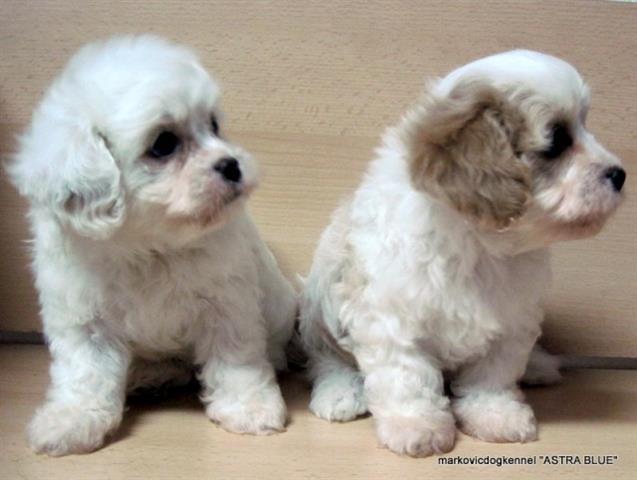 Cavachon-stenci