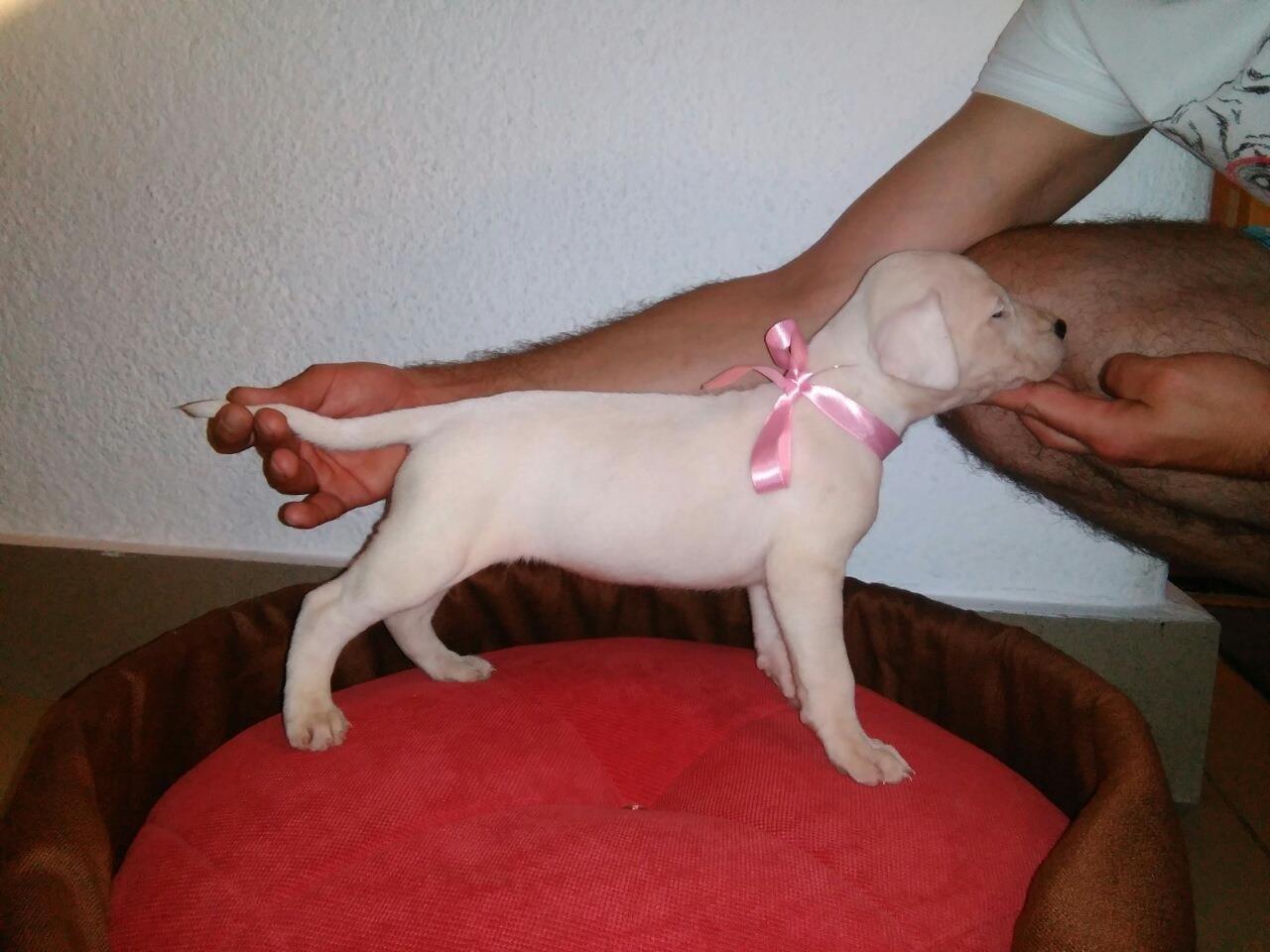 Dogo-Argentino