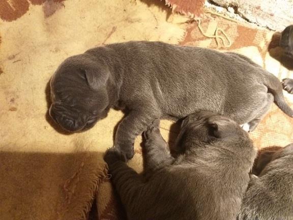 Cane-corso-štenci