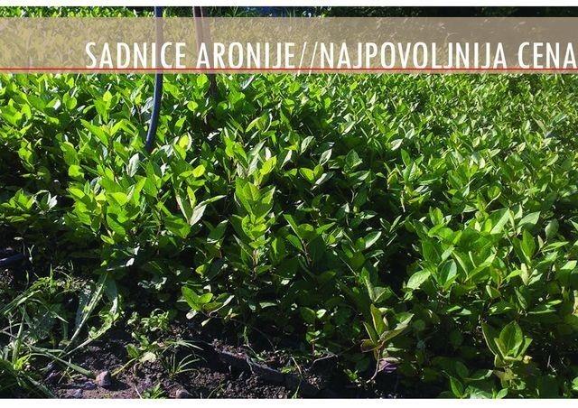 Sadnice Aronije Aronia melanocarpa