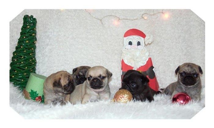 Mops-