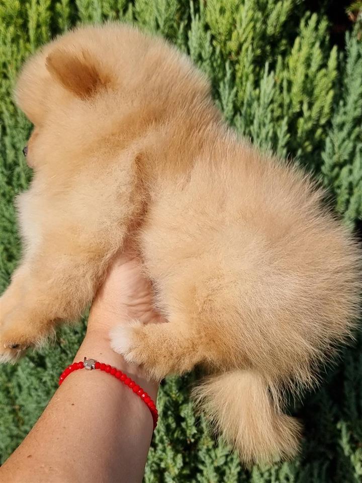 Boo-pomeranci