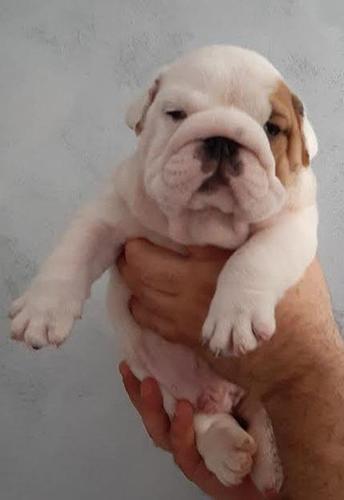 Engleski buldog
