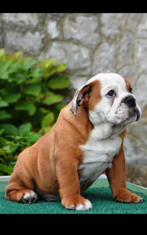 Engleski-Buldog