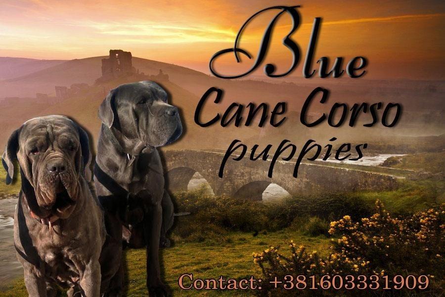 Cane-Corso-stenci