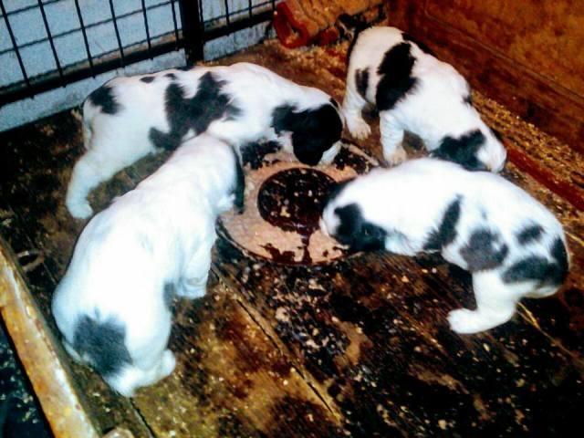 Engleski-Springer-Spanijel--trobojna-stenad
