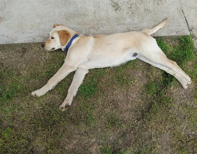 Poklanjam mešanca labradora