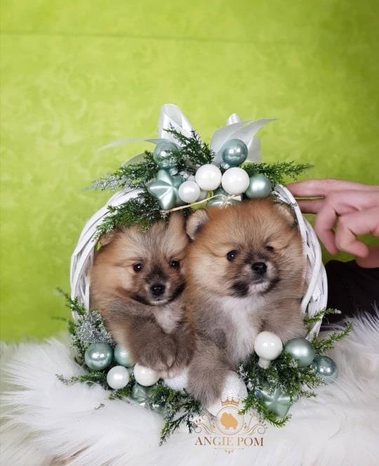 Mini-Boo