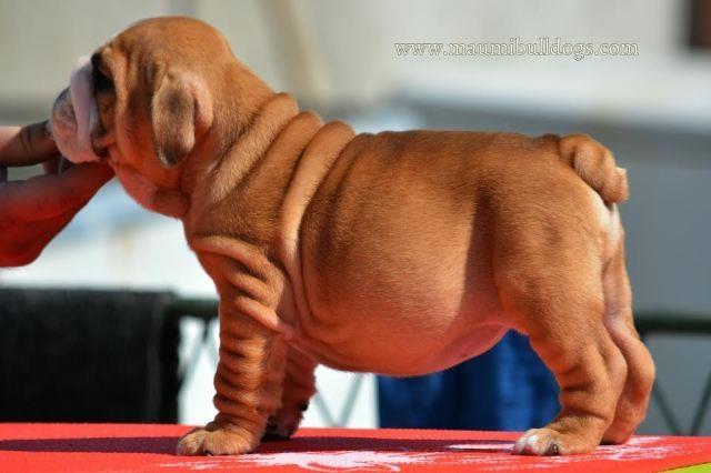 Engleski-Buldog-