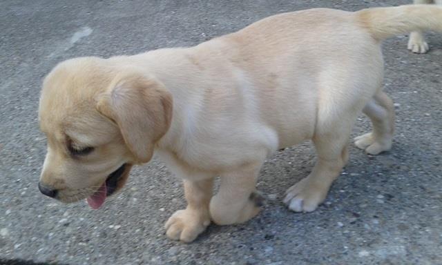 Labrador-štenci